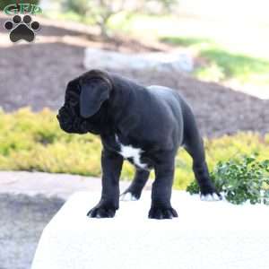 Daisy, Cane Corso Puppy
